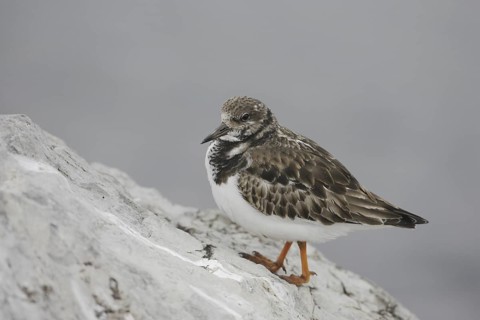 Ruddy Turnstone (Arenaria interpres), New Jersey, USA
