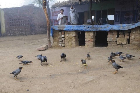Bank Myna (Acridotheres ginginianus), Keoladeo National Park, India