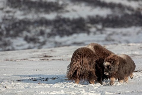 The mother of the musk ox calf (Ovibos moschatus) has stood up and reacts aggressively towards it,