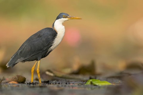 Pied Heron (Egretta picata) in a wetland area in Papua New Guinea
