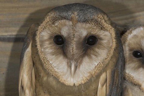Western Barn Owl (Tyto alba) juvenile, Saxony, Germany