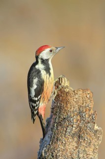 Middle Spotted Woodpecker (Dendrocopos medius), male sitting on a tree stump, Wildlife, Animals,