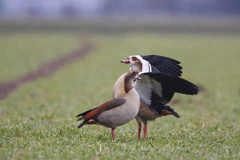 Egyptian Goose (Alopochen aegyptiaca) pair, North Rhine-Westphalia, Germany