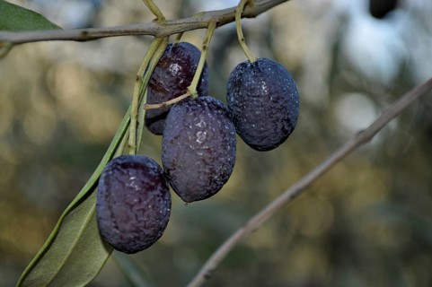 Olive tree (Olea europaea)