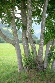 Grey alder (Alnus incana), Hohe Tauern National Park, Austria