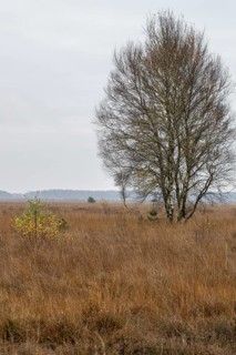 Birches (Betula pendula) in the moor, Emsland, Lower Saxony, Germany