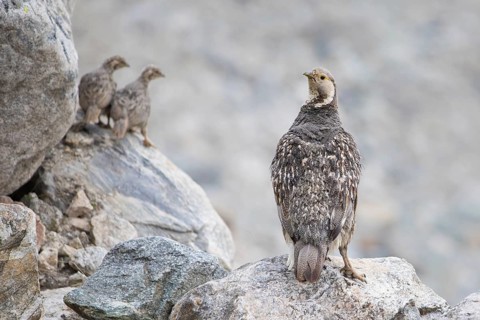 Caucasian Snowcock (Tetraogallus caucasicus) female with chicks on rocks, Caucasus, Russia