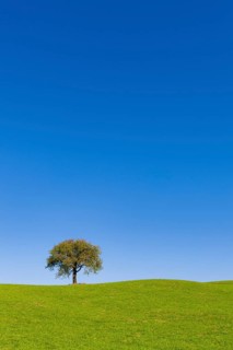 A single cherry tree stands in a green meadow under a clear blue sky, Baden-Württemberg, Germany
