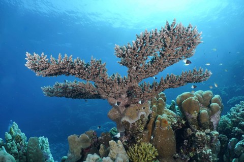 Pharaoh's antler coral (Acropora pharaonis)
