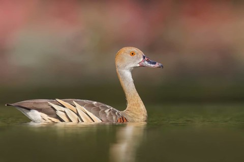 Plumed Whistling Duck (Dendrocygna eytoni) in a wetland area in Papua New Guinea