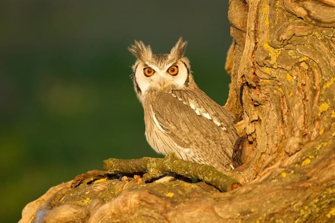 Southern White-faced Owl (Ptilopsis granti) captive, Germany