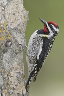 Yellow-bellied Sapsucker (Sphyrapicus varius) male, Manitoba, Canada