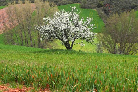 A solitary tree in full bloom stands proudly against a backdrop of rolling green hills. The lush
