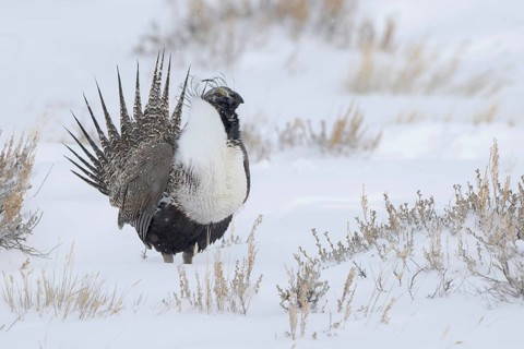Sage Grouse (Centrocercus urophasianus) male, Colorado, USA