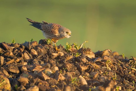 Common kestrel (Falco tinnunculus) adult falcon bird of prey on a farm waste heap from a sugar beet