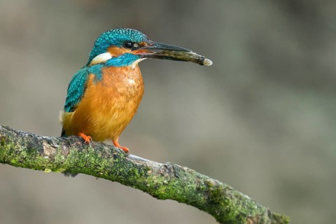 Common Kingfisher (Alcedo atthis) male perched on a branch with a fish in its beak, Lower Saxony,