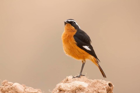 Moussier's Redstart (Phoenicurus moussieri) male, Morocco