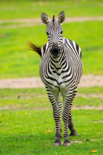 Plains zebra (Equus quagga) standing on a meadow, Germany