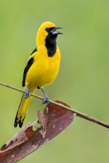 Yellow-tailed Oriole (Icterus mesomelas) perched on a branch in Panama