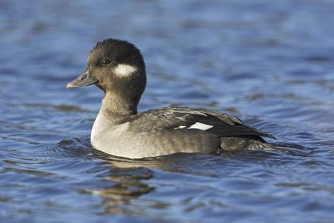 Bufflehead (Bucephala albeola) female, British Columbia, Canada