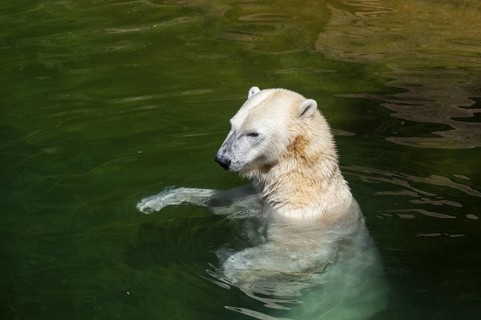 Polar bear (Ursus maritimus) swimming in the water, captive, Germany