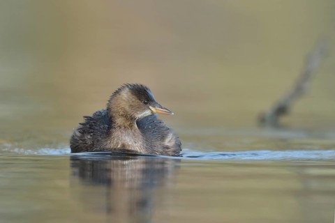 Little Grebe (Tachybaptus ruficollis), North Rhine-Westphalia, Germany