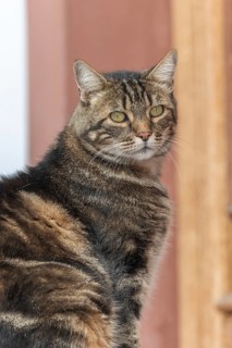 Domestic cat (Felis silvestris catus) sunbathing in morning in front of the house door. France