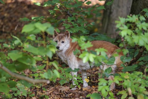 A New Guinea singing dog or New Guinea Highland dog (Canis hallstromi) (Canis dingo hallstromi,