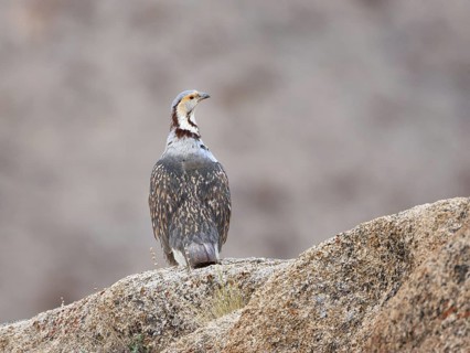 Himalayan Snowcock (Tetraogallus himalayensis), Ladakh, India