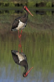 Black Stork (Ciconia nigra), Lesvos, Greece