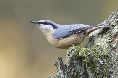 Eurasian Nuthatch (Sitta europaea), Germany