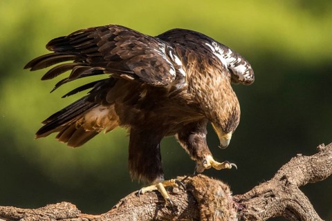 Spanish Imperial Eagle (Aquila adalberti) male perched on a branch with prey, Andalusia, Spain
