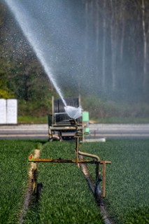 Artificial irrigation of a cereal field in April, with a sprinkler system, long dry spell in spring