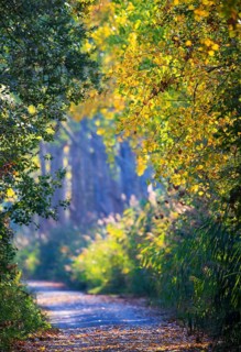 Wanderweg durch Laubwald mit leuchtend gelben und roten Herbstblättern im Sonnenlicht wähernd des