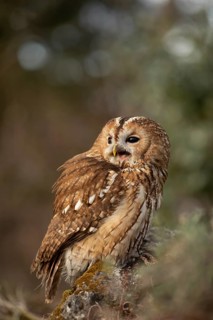 Tawny Owl (Strix aluco) captive, perched on a stump, Germany