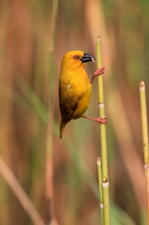 Eastern golden weaver (Ploceus subaureus), adult, male, auto-waiting, alert, preparing nest, Saint