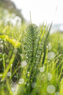 A vibrant image capturing a horsetail plant adorned with sparkling dew in the morning light. The