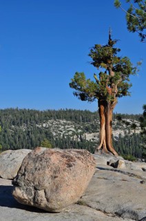 Single tree next to large rocks on a granite area under clear sky, Yosemite National Park,