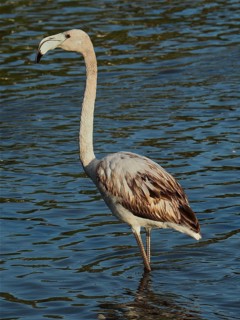 Pink flamingo (Phoenicopterus roseus)