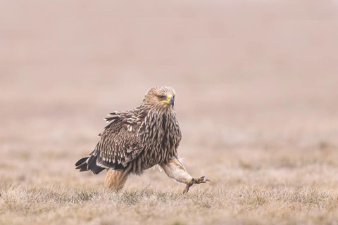 Eastern Imperial Eagle (Aquila heliaca) juvenile, Hungary
