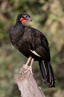 White-winged Guan (Penelope albipennis), Lambayeque, Peru