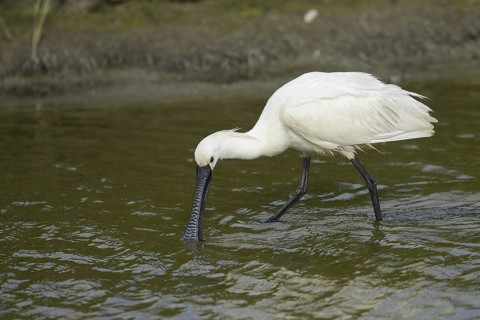 Eurasian Spoonbill (Platalea leucorodia), Texel, Netherlands