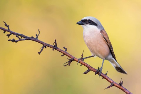 Red-backed Shrike (Lanius collurio) perched on a branch, Poland