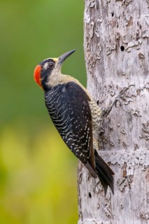 Black-cheeked Woodpecker (Melanerpes pucherani) - at Laguna Lagarto Lodge near Boca Tapada, Costa