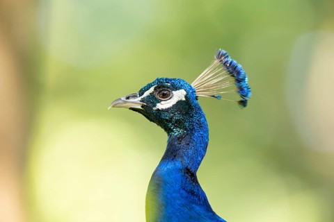 Indian peafowl (Pavo cristatus), portrait, Hesse, Germany