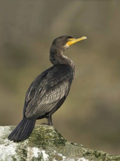 Double-crested Cormorant (Phalacrocorax auritus), Canada