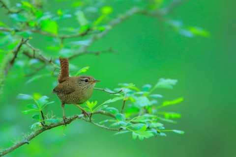Eurasian Wren (Troglodytes troglodytes), Andalusia, Spain