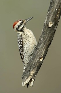 Ladder-backed Woodpecker (Dryobates scalaris), Arizona, USA