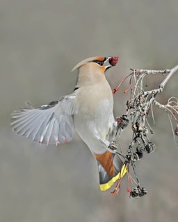 Bohemian Waxwing (Bombycilla garrulus), Saskatchewan, Canada