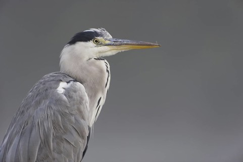 Grey Heron (Ardea cinerea), Saxony, Germany